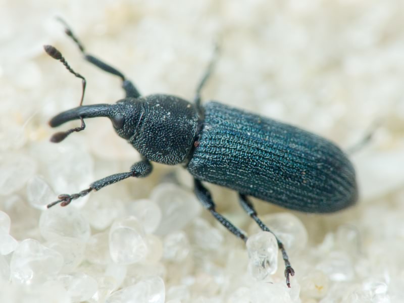 Mecinus Germar, 1821